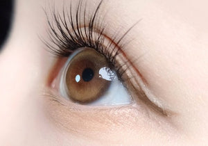 ラディ ブラウン — Ruddy Brown - Idol Karakon