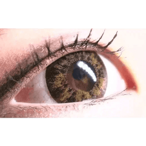 Olens Newtra Brown - Idol Karakon