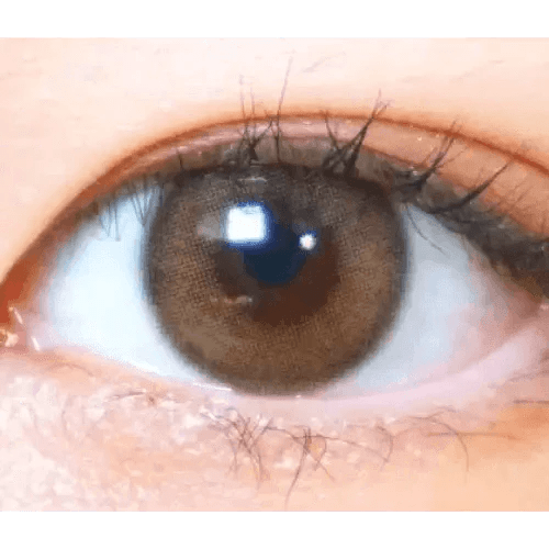 LensVery Rich Ann Indie Brown (6p) - Idol Karakon